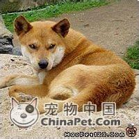 麻烦大家帮我看看狗狗是什么品种!