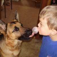 微信图片小孩和狗狗|微信表情小孩和狗狗