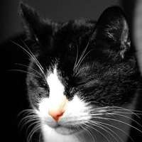 萌萌哒的狗狗猫猫图片