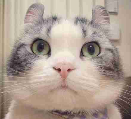 微信头像呆萌大脸猫