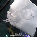 猥琐小人与小动物们的呆萌