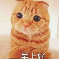 大眼折耳猫文字表情包