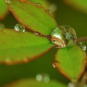 风景和花草头像