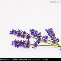 这是你喜欢的薰衣草风景头像唯美花儿