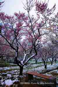 微信头像风景雪中梅花