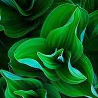 微信头像风景绿色