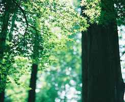 汽水喷死你~_草莓_绿色