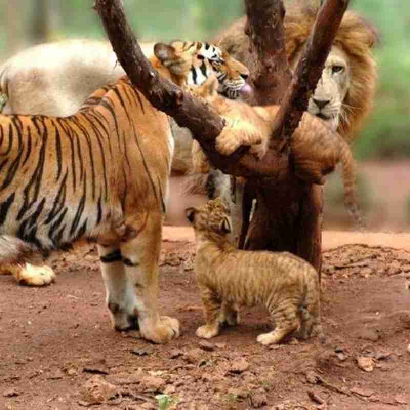 墨绿色的顶棚和柱子|高贵典雅;餐桌