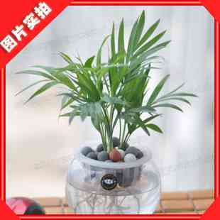 水生水养绿色盆栽花卉植物