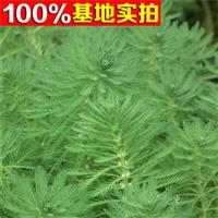绿色蔬菜植物