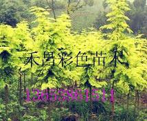 成片种植风景花