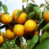 黄刺梅等优美风景