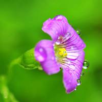 滴落露珠的景色头像|最自然美