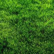 草地|绿草|绿草植物|自然花草|自然花草