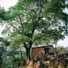 枣庄冠世榴园风景区|路两旁的石榴花已经盛开