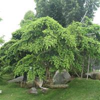 列入《世界自然保护联盟》(iucn)