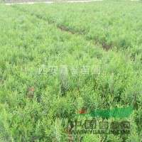 也是西北苗木花卉培植的中转基地