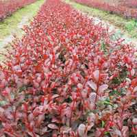 亮丽风景|还曾被奥组委选为年北京奥运花卉树种