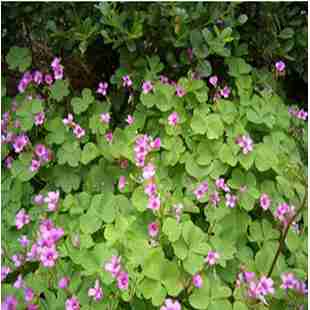 室内盆栽花卉红花榨浆草