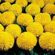 国产及进口宿根花卉种子多叶蓍