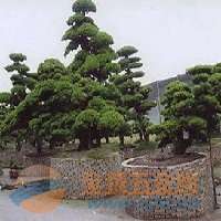 花卉造型益友青州益友温室工程