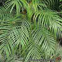 有的象山水|有的似花草