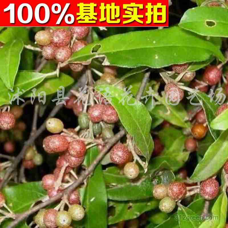 罗汉竹|风景黄竹