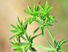 植物花草|摄影