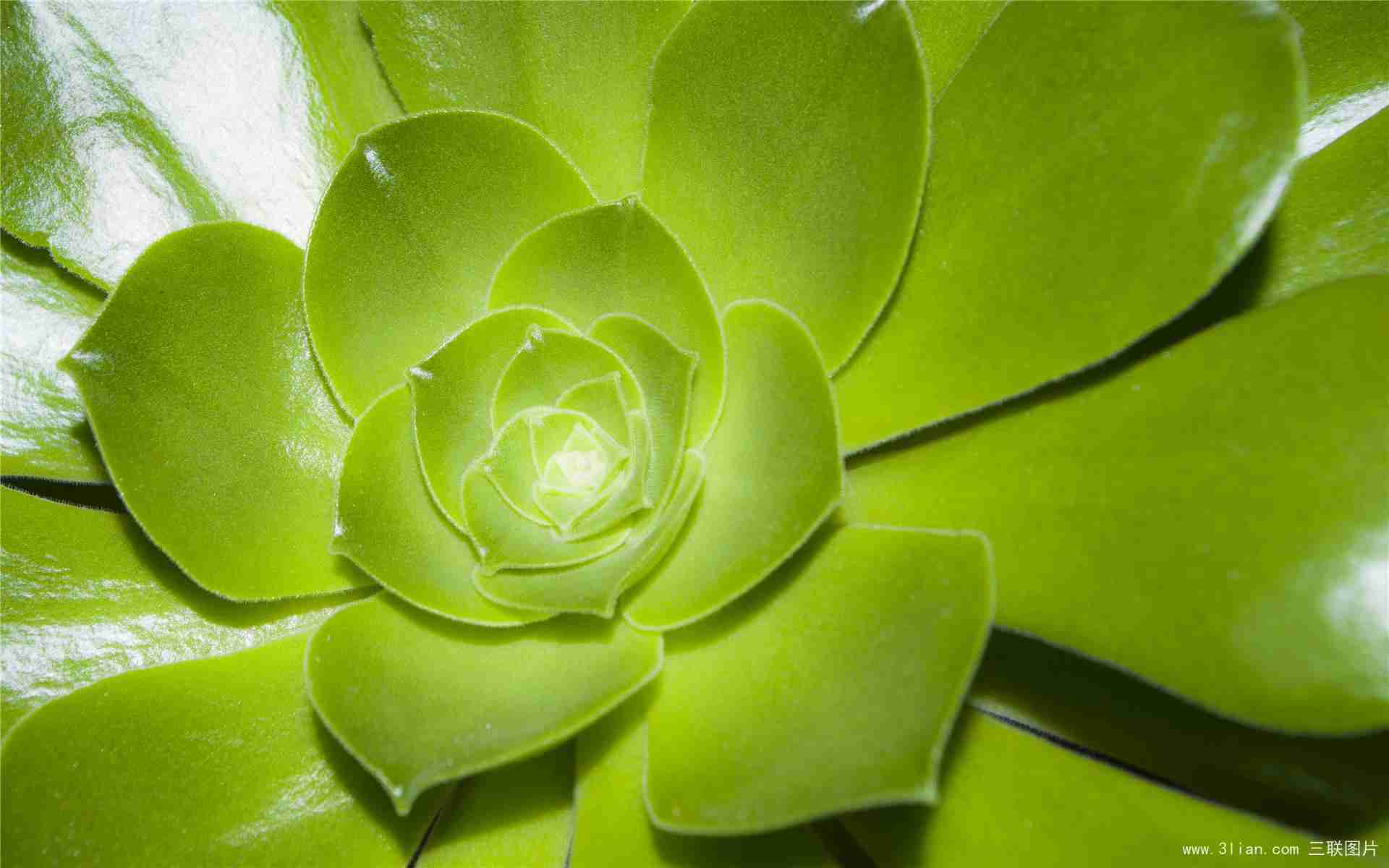 绿色护眼花草植物图片