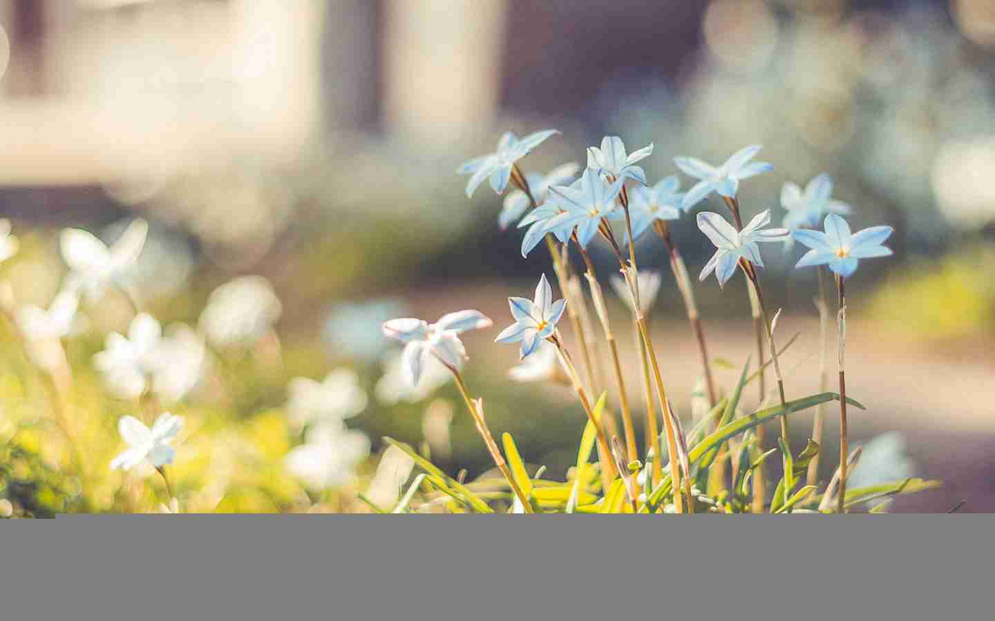 小清新植物花卉美景