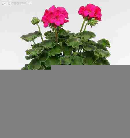 半木质性植物花卉图片叫什么名称