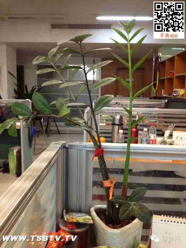 室内摆放花草植物需谨慎