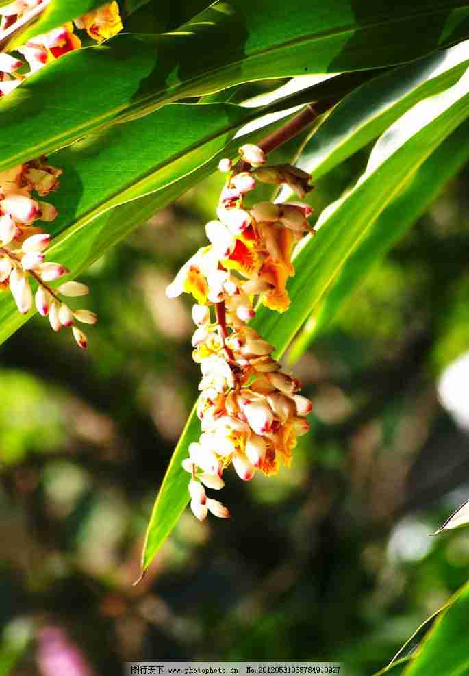 植物花草图片专题|植物