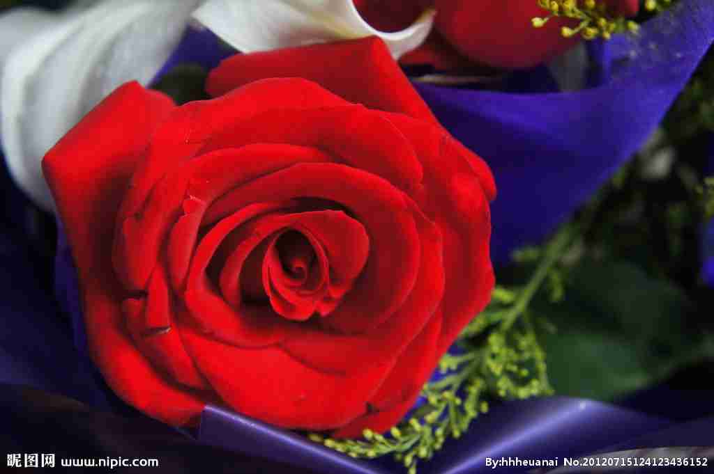 花草植物花卉摄影图