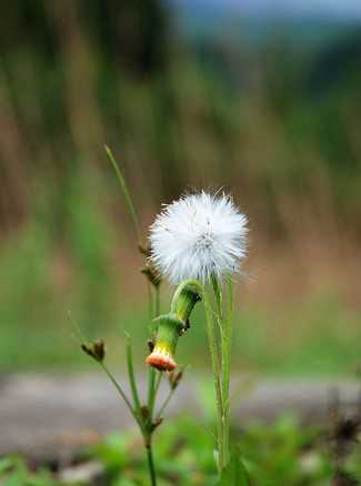 花卉植物摄影图;旅游摄影图库