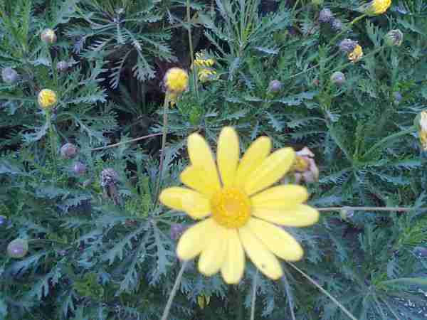 植物花卉求解?_