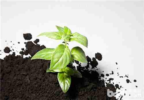 花卉植物土壤