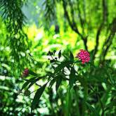 新加坡的花卉与植物