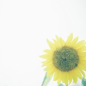 唯美意境|花草植物