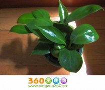 植物风水花草的摆放原则