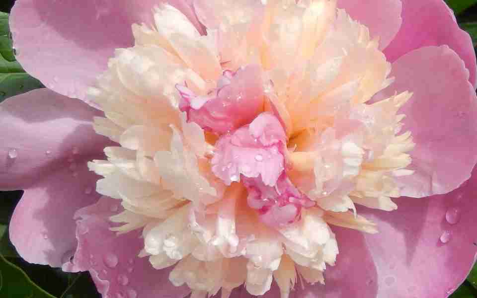 植物花草图片大全