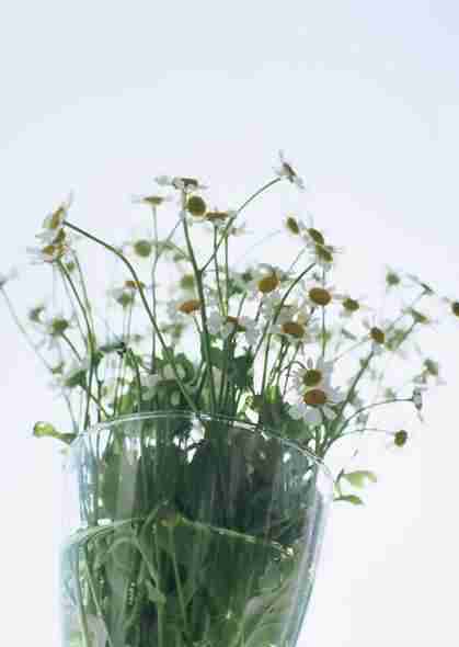 家居花草植物盆栽摆设