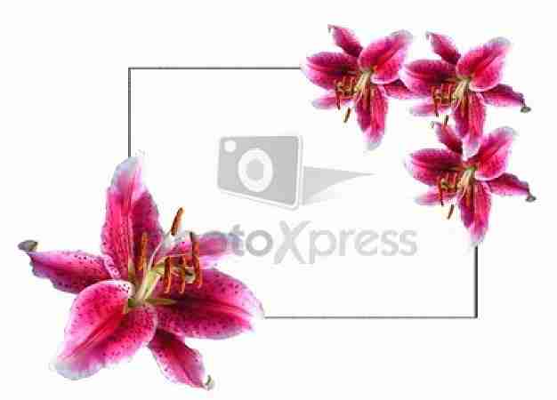 花卉植物装饰|免费下载图片