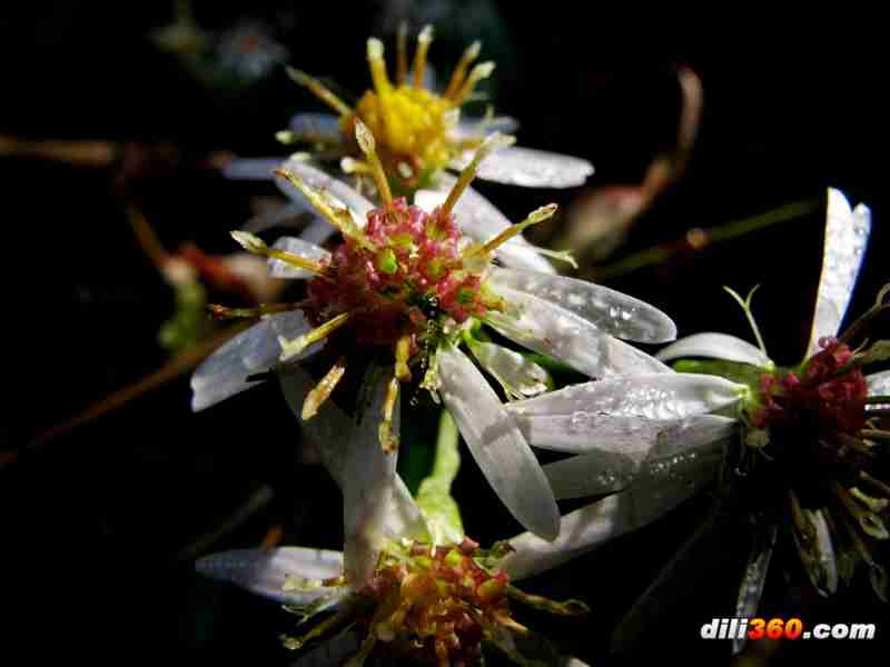 花卉植物_幻灯图片集_图片频道