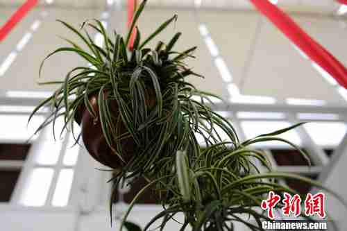 吊植物花卉展开幕