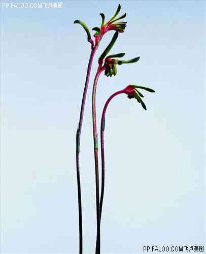 花草植物摄影图_花朵鲜花