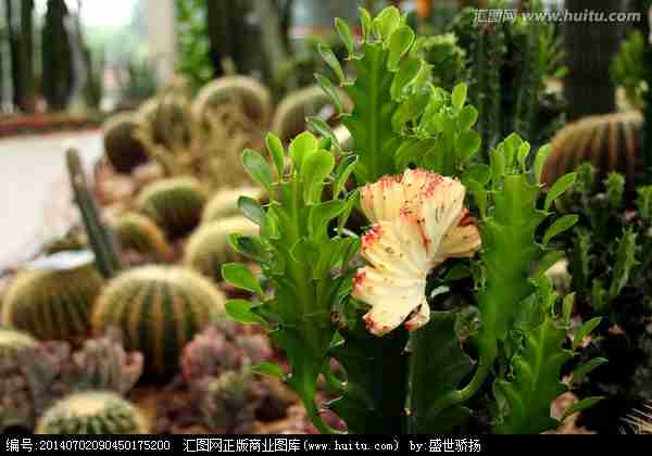 多肉花卉植物图片_动物植物图片