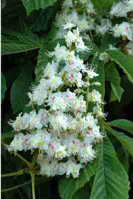 花本植物与草本植物|木本植物相对应