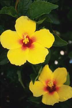 植物花图片大全