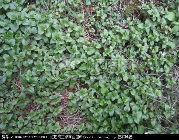 花草植物背景|其它植物